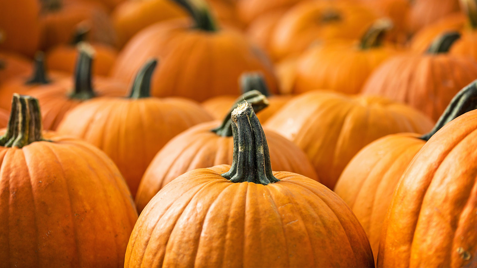Pumpkin Collection