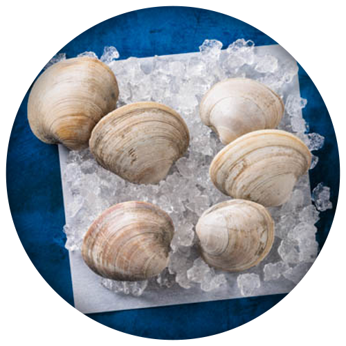 Aquatic Food - Clams