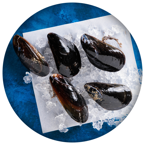 Aquatic Food - Mussels