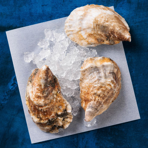 Aquatic Food - Oysters