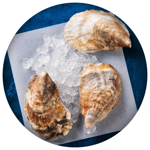 Aquatic Food - Oysters