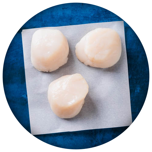 Aquatic Food - Scallops