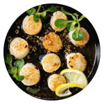 Scallops