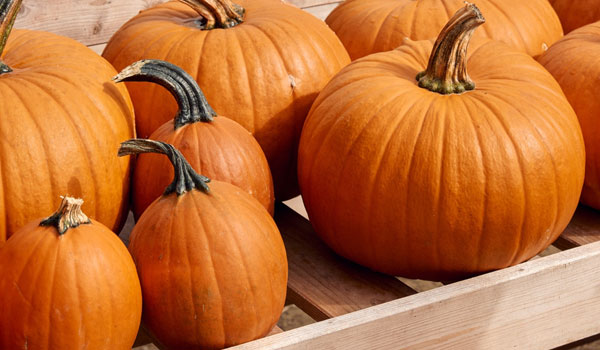 Fresh Pumpkins