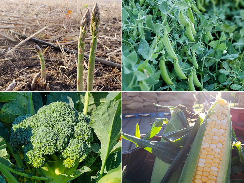 Stoney Brook Farms - Aspatagus, Snap Peas, Broccoli, Sweet Corn