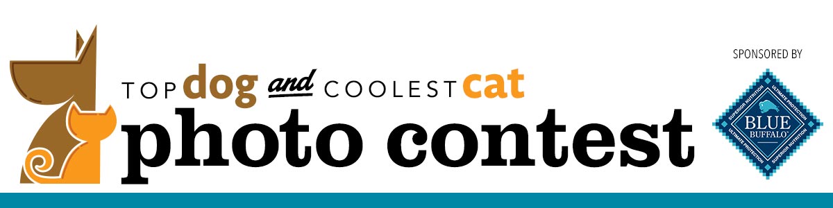 Top Dog Coolest Cat Contest