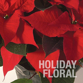 Holiday Floral