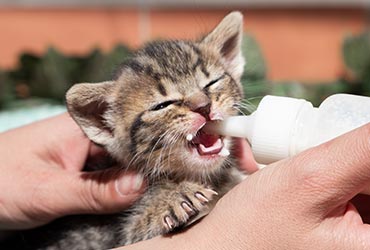 Small Pets