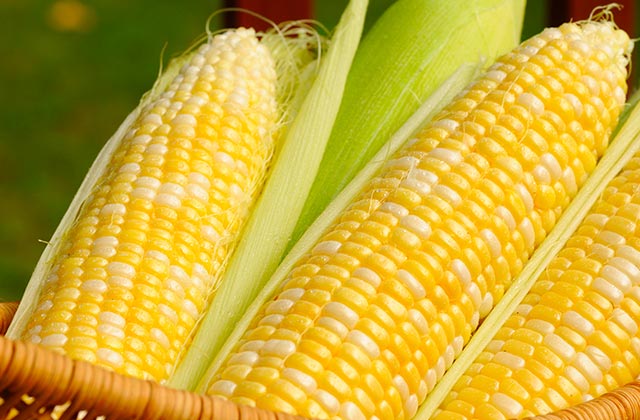 Sweet Corn