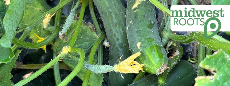 Novak’s Grown Right Vegetables