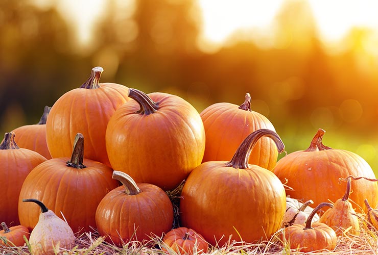 Fresh Pumpkins