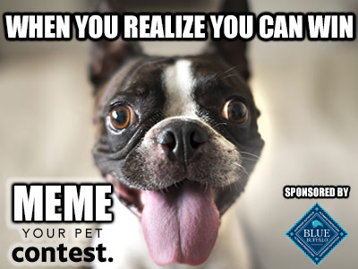 Meme Your Pet Contest